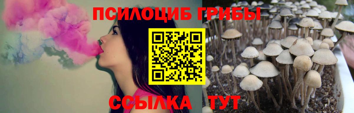 где продают наркотики  Галлюциногенные грибы Cubensis  Псилоцибиновые грибы Cubensis  Вход с VPN  Вышний Волочёк 